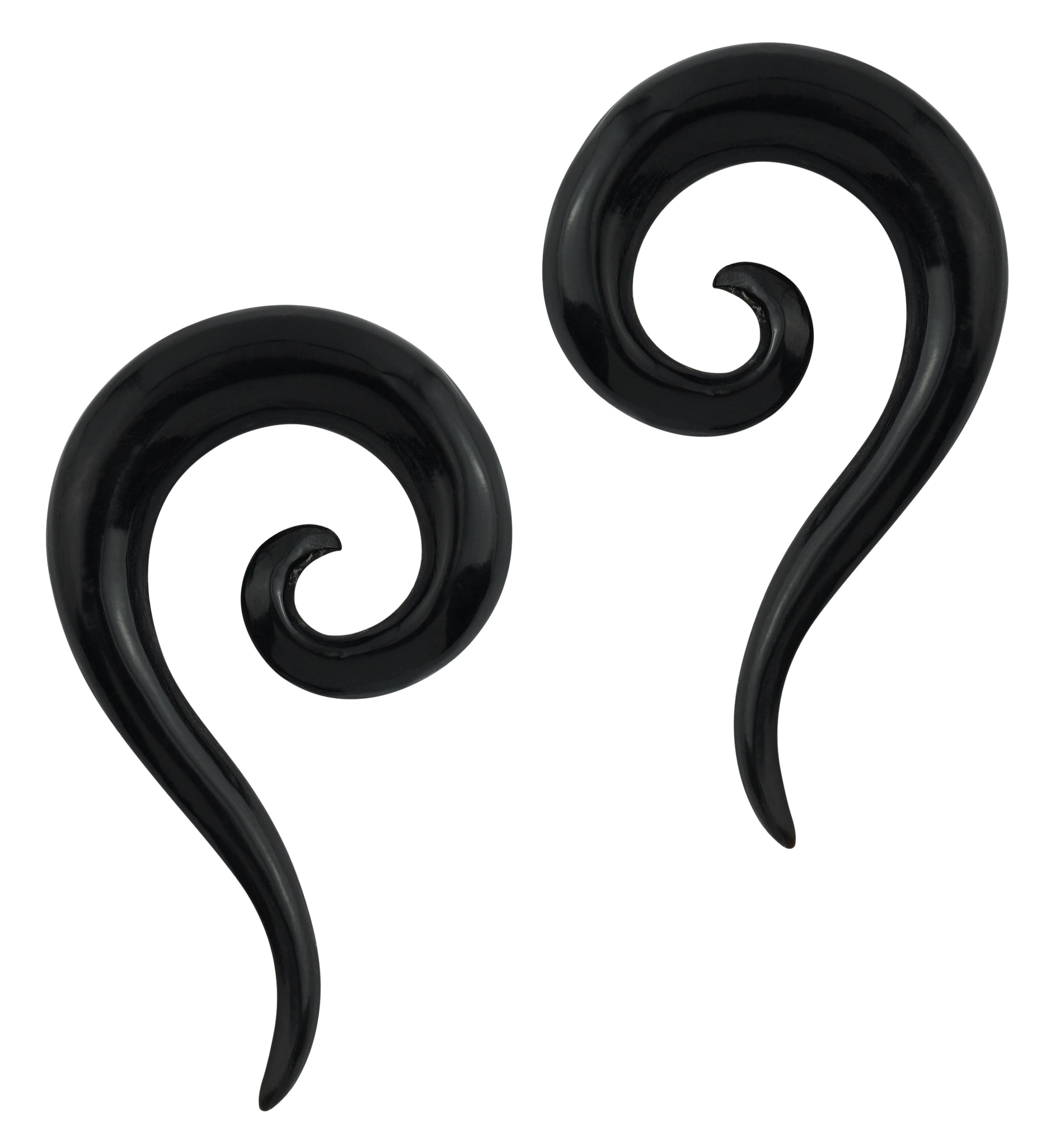 Black Horn Tail Semi-Spirals