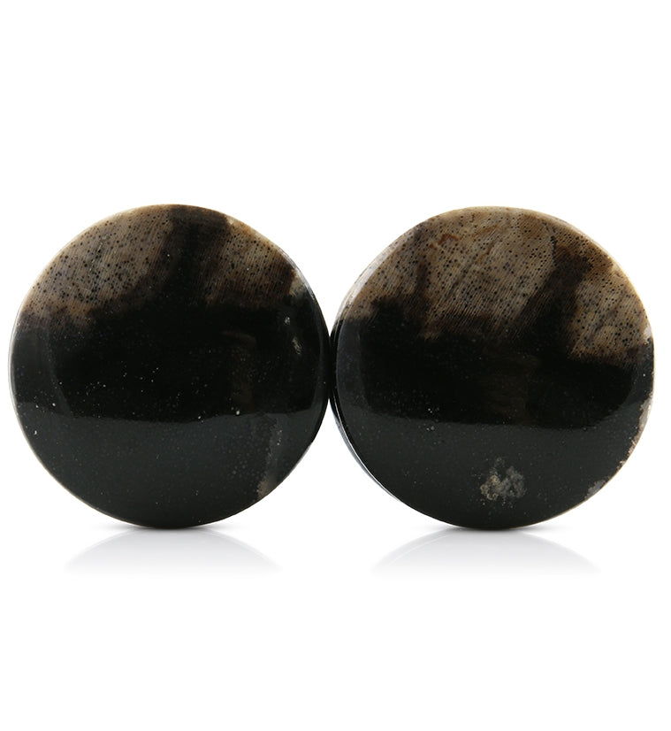 Petrified Wood Plugs 1 Inch (25mm) Version 3