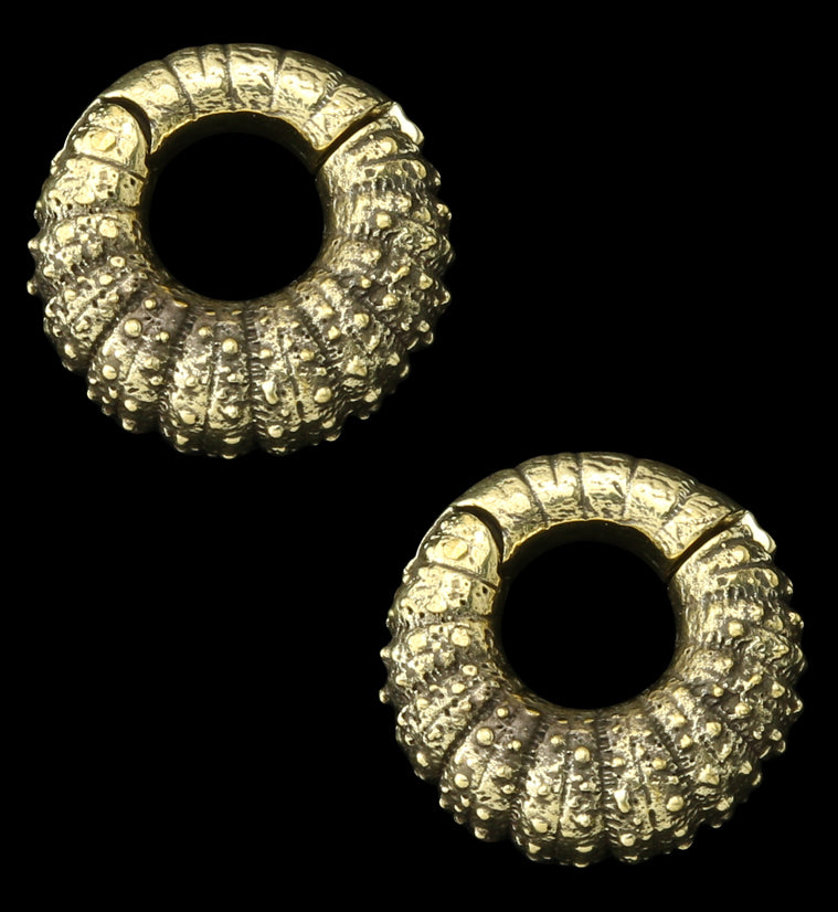 Barnacle Brass Hinged Ear Weights