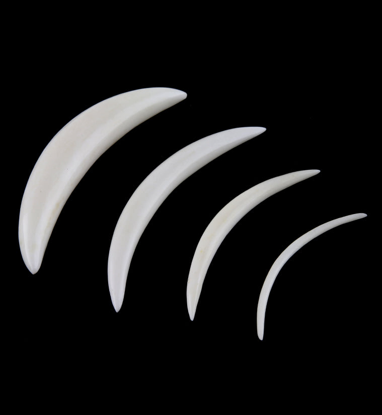 Buffalo Bone Septum Tusk