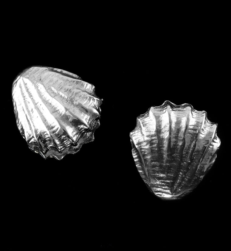 Seashell White Brass Ear Weights