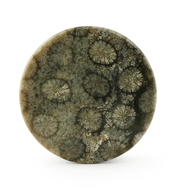Blue Fossilized Coral Stone Plugs