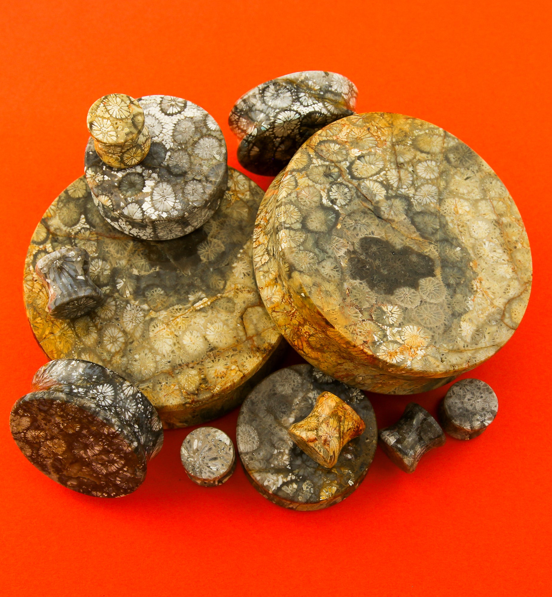 Blue Fossilized Coral Stone Plugs