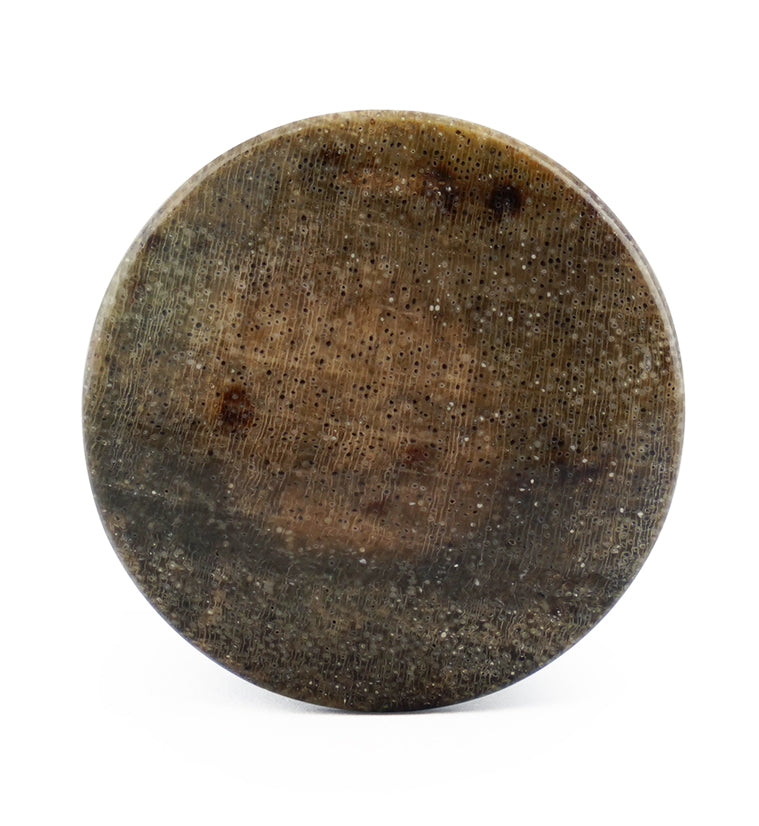 Petrified Wood Plugs