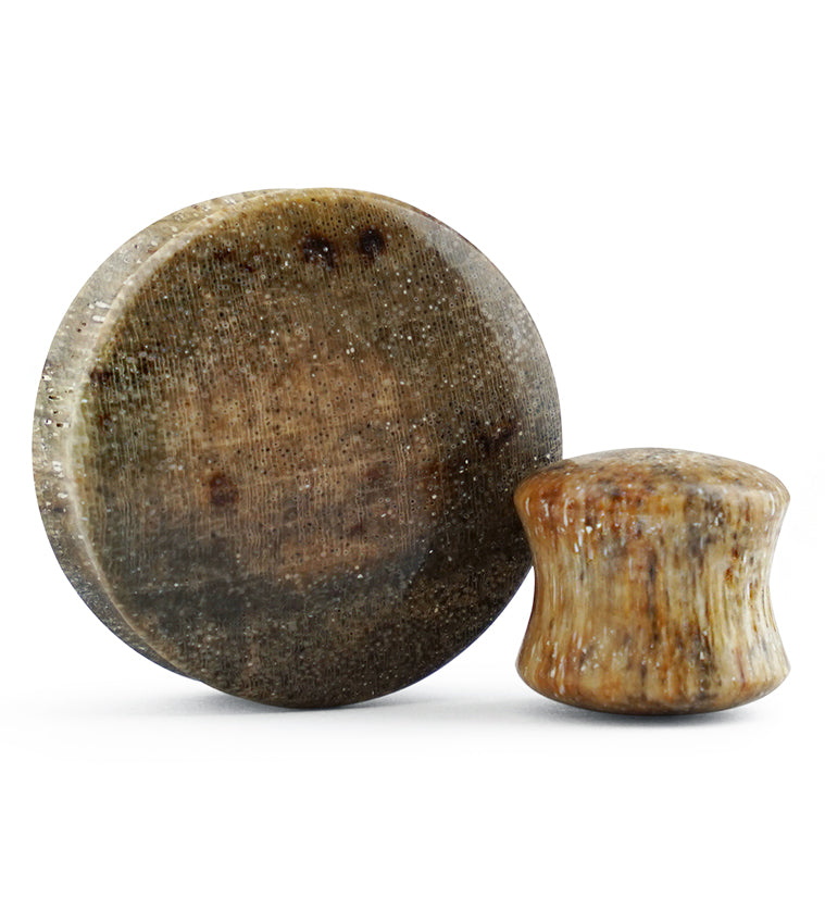 Petrified Wood Plugs