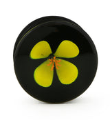 Yellow Poppy Flower Black Glass Double Flare Plugs
