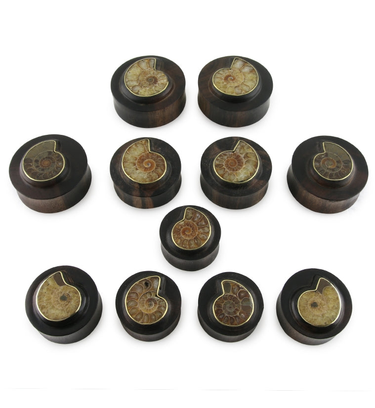 Areng Wood Plugs with Ammonite Inlay