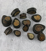 Areng Wood Teardrop Plugs with Ammonite Inlay