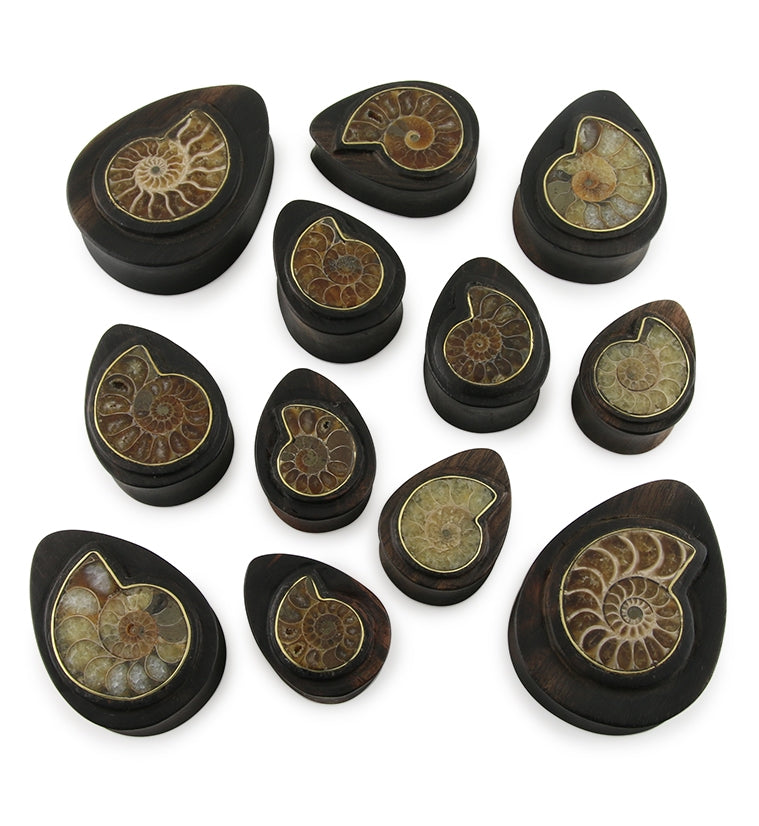 Areng Wood Teardrop Plugs with Ammonite Inlay